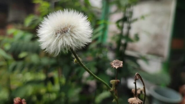 Dandelion flower, portrayed in a short video clip.