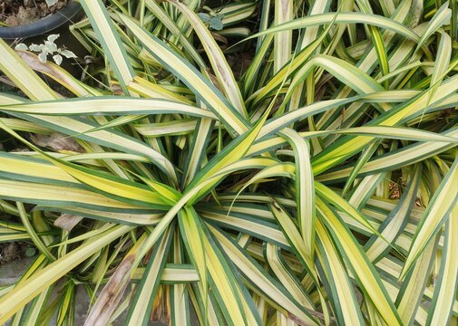 Garden foliage plant - Pandanus baptistii. Commonly known as Variegated Dwarf Pandanus or White-striped Pandanus. Small bush or tree. Leaves spirally arranged with golden-yellow central stripes.