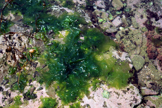 アナアオサ　海藻