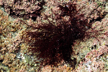 マクサ　テングサ　海藻　食材
