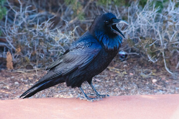 Raven in the desert 