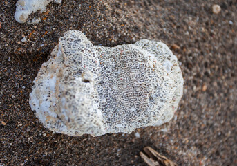 Coral rocks from the ocean on the beach sand