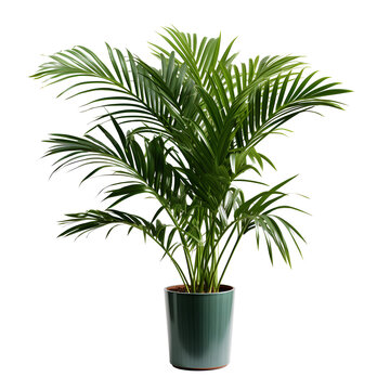 Tropical house parlor parlm plant in modern pot or vase isolated on transparent background
