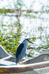 Boat-billed Hron on bow of a boat
