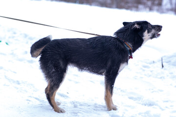 barking shepherd dog puppy full body photo on leash on white snow forest background
