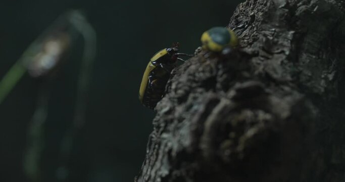 In this captivating macro video, two splendid beetles showcase their vibrant colors as they traverse the rough terrain of a tree trunk. Their shiny, yellow-patterned exteriors stand out against the