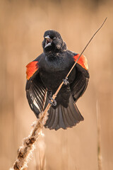 Redwing Blackbird - obrazy, fototapety, plakaty