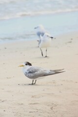 A Tern with Seagulls in the Background on the Beach at Busselton, Western Australia.