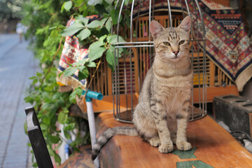  gray color cat sitting on a chair at istanbul cafe street 