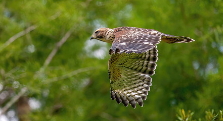 Florida red shouldered hawk, red shoulder hawk