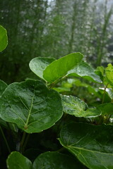 closeup on water drops in ming aralia leaves at morning.