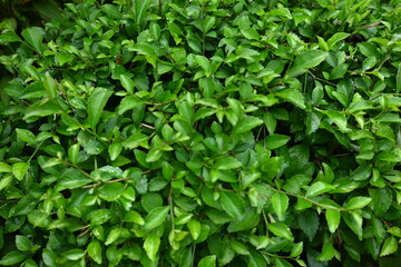 Fototapeta na wymiar background of green leaves after rain