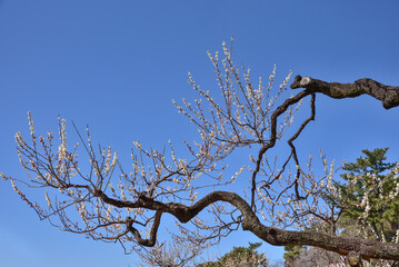 見事な枝ぶりの白梅（横浜・大倉山公園）