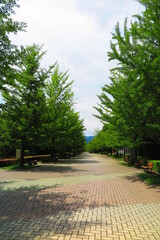 秩父ミューズパークのiイチョウ並木の風景2