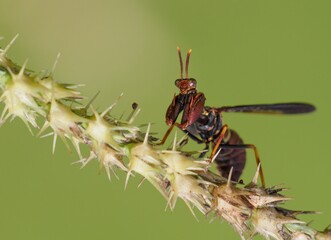 mantis fly insect, mantis bug, fauna, biting fly, false mantis
