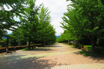 秩父ミューズパークのiイチョウ並木の風景1