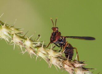 mantis fly insect, mantis bug, fauna, biting fly, false mantis