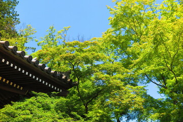 Fototapeta premium 青空と緑の木々と日本風の屋根の風景2