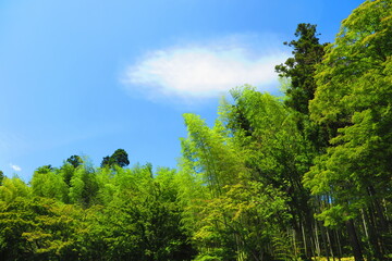 青空と緑々しい木々と竹林の風景1