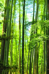 緑々しい竹林の風景4