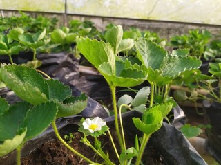 Portrait of Parental Strawberry Plants for Seed Production
