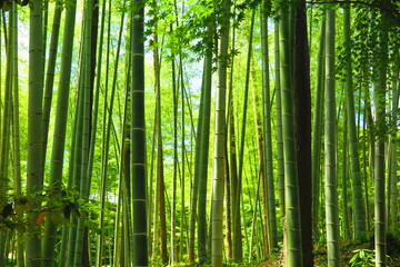 緑々しい竹林の風景2