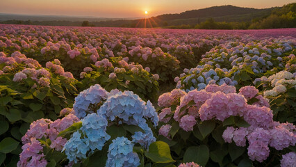 A vast field stretching to the horizon covered in a sea of hydrangea flowers in full bloom and the flowers form a mesmerizing tapestry of colors, ranging from soft pinks to deep purples - obrazy, fototapety, plakaty
