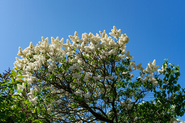 Blooming lilacs in the spring park.