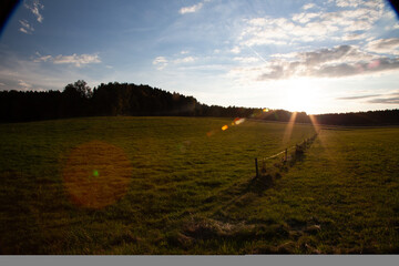 A verdant meadow stretches before you, bordered by a wooden fence. Majestic trees stand proudly in the distant background.