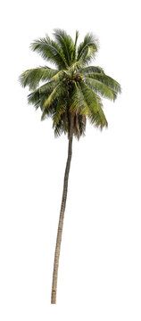 Tropical Coconut palm tree isolated on white background with clipping path.	
