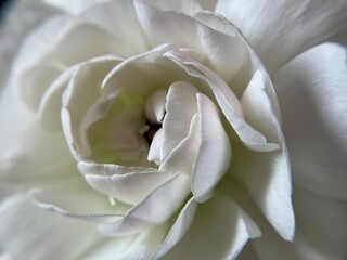 白いラナンキュラスの花のアップ