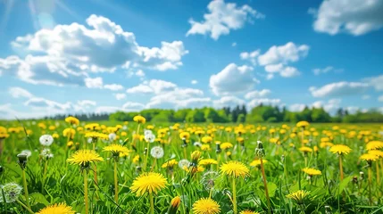 Papier Peint photo Lavable Prairie, marais Beautiful meadow field with fresh grass and yellow dandelion flowers in nature against a blurry blue sky with clouds. 