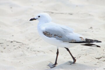 A Seagull Standing on the Beach at Busselton, Western Australia.