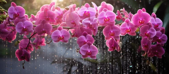 Foto auf Leinwand A bunch of pink orchids glisten as raindrops fall upon their delicate petals, refreshing and rejuvenating them in the post-rain atmosphere. © AkuAku
