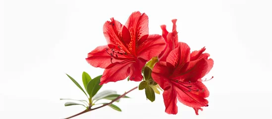  A vibrant red azalea flower stands out against a clean white background, accented by lush green leaves. The contrast between the bold red petals and the bright white backdrop creates a striking visual © 2rogan