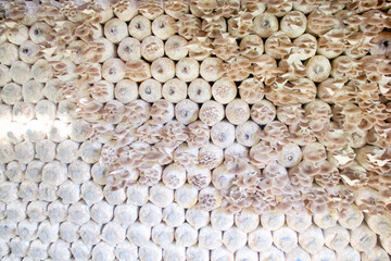 Reishi mushroom growing in white bag  on wall background or Cultivation organic medicinal mushrooms  in greenhouse