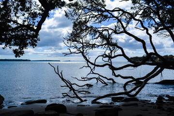 Ocean through tree branches submerged in the water with a rocky shoreline