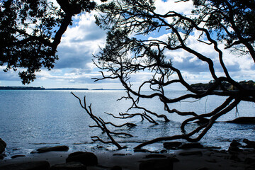 Ocean through tree branches submerged in the water with a rocky shoreline