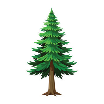 Evergreen Pine Tree Vector Illustration on White Background
