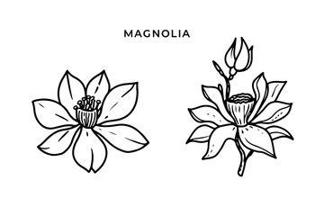 hand drawn flowers, magnolia botanical line art vector illustration