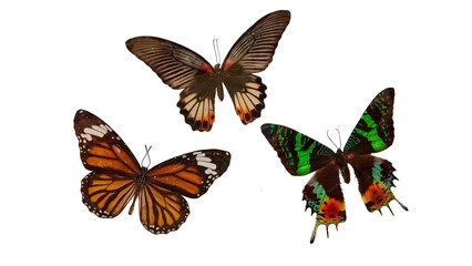 butterfly isolated on white background