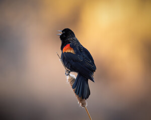 Male Red-winged Black - agelaius phoeniceus - singing while perched on cattail stem at sunset