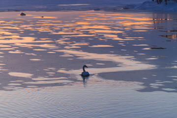 Swan finding path through icy water at sunrise in pallas yllästunturi national park above the...