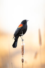 Fototapeta premium Male Red-winged Black - agelaius phoeniceus - perched on cattail stem at sunset