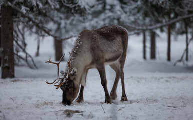 Reindeer in the forrest of  northern Finland in Lapland above the arctic circle, in deep winter and snowing 