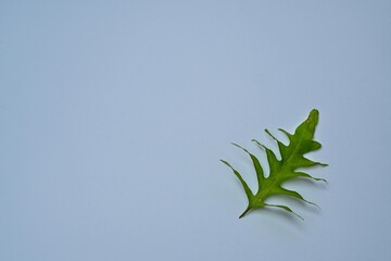 Fern leaves on a white background