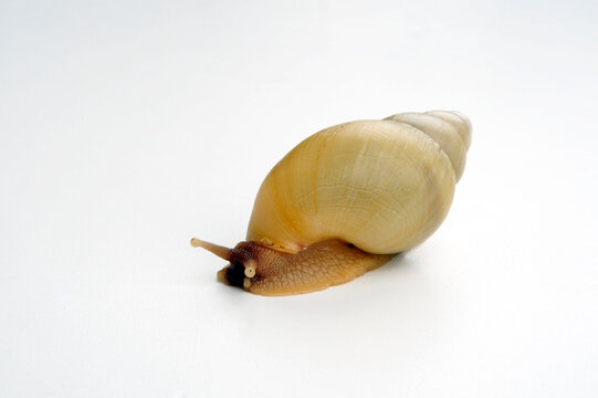 Achatschnecke // Giant Snail (Lissachatina allisa / Achatina alissa)