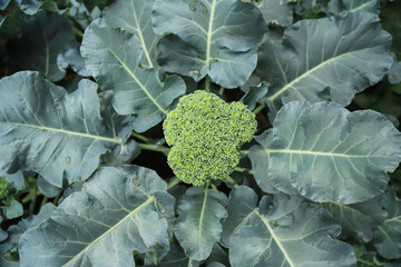 green fresh broccoli on tree in farm for healthy eating. organic vegetable for living life.