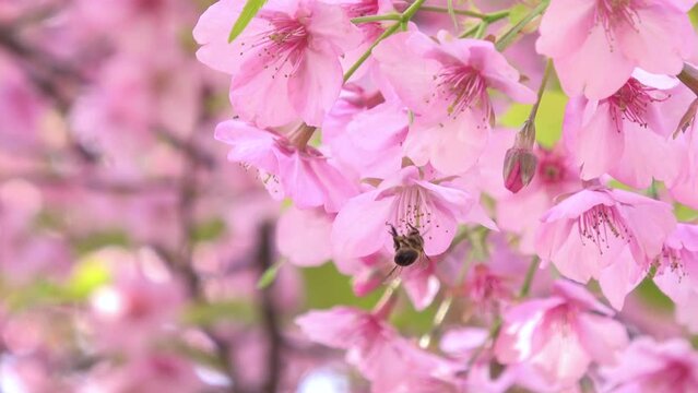 満開の早咲き桜、河津桜から蜜を取って飛ぶミツバチのクローズアップ  4K  2024年3月1日