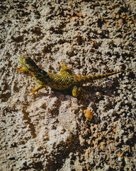 lizard on the stone